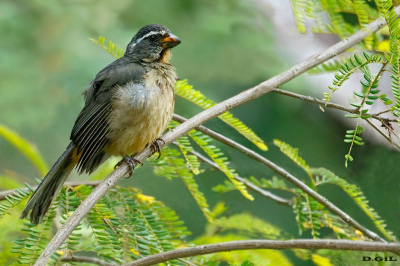 BICO GROSSO (Saltator maxillosus)